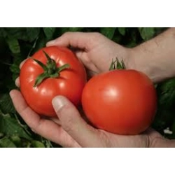 Pomidor Red Mornig F1